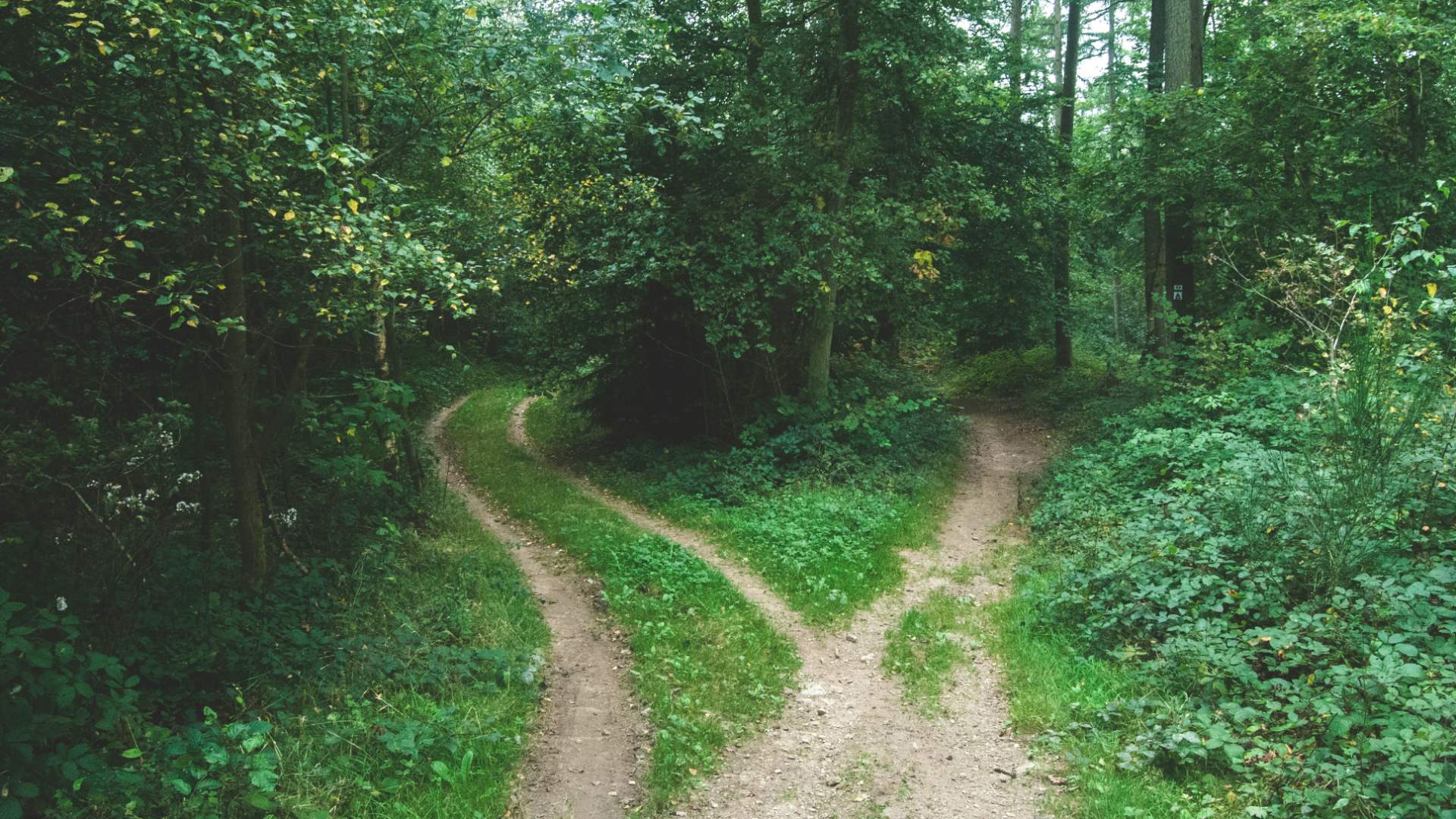 A dirt path through a green forest that splits into two tracks, one curving left and one curving right.
